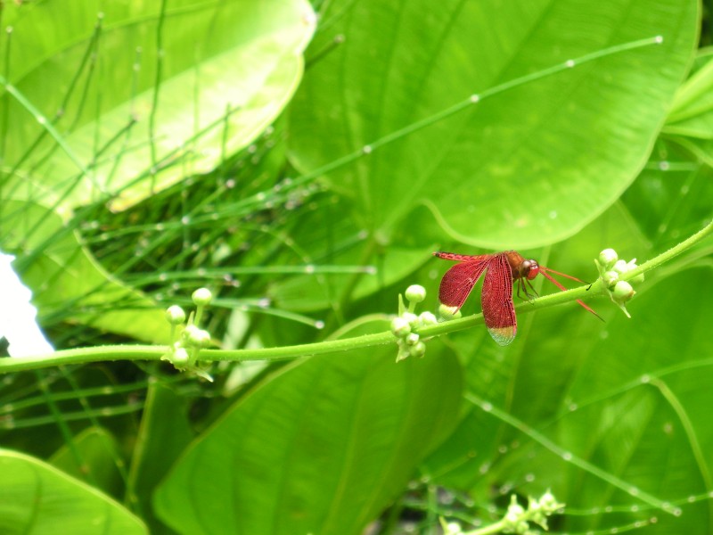 Rote Libelle in Sengiggi